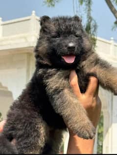 German shepherd long coat triple coat puppy