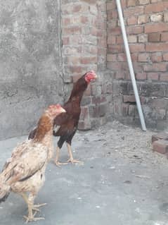 peela zahrilla