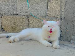 Persian Triple Coat