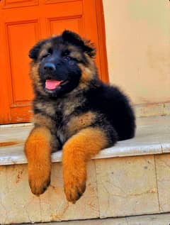 German Shepherd Long coated Male Pedigree puppy 2 months