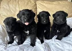 Black German Shepard puppies for sale