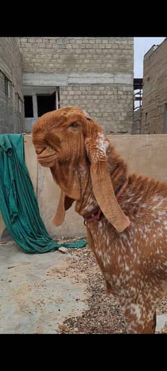 Makka cheena breeder