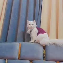 Persian Cat female breeded