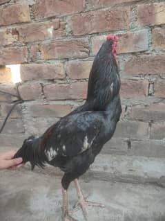 Black Aseel