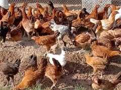 golden/misri/murgian/hens/egss/dasihens