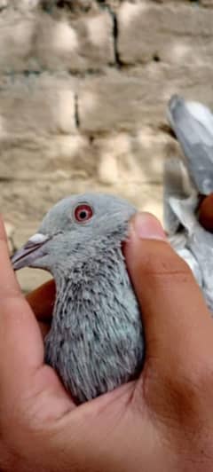 QUALITY PIGEONS FOR SALE