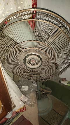 meeko fan