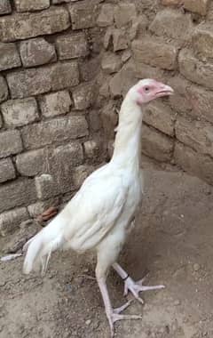 High Quality Heeri Madi For sale white nok nlli saaf aank