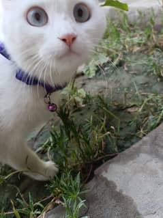Persian cat single coat Grey eyes