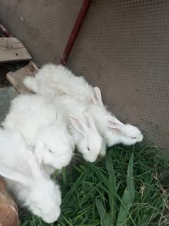 Fancy female rabbit