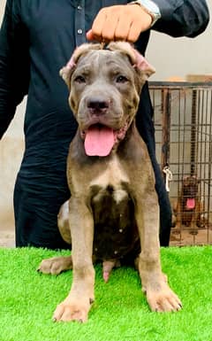 cane corso dog for sale 100 % original