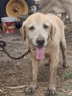 labrador male