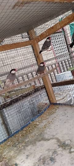 Jawa & exhibition finches breader pairs available