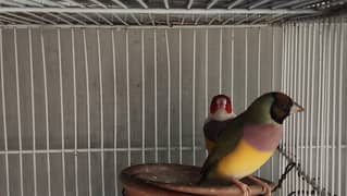 Finches