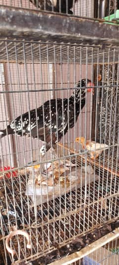 hens for sale