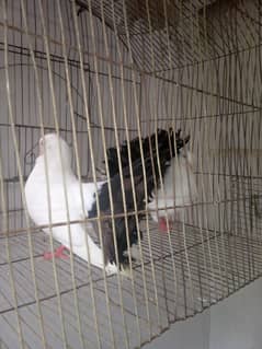Black Tell Lucky Kabuter
