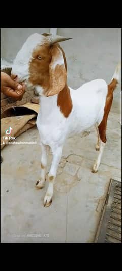 lal dabba bakra khassi hay or black andal hay dono shoq walay hay