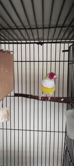 Finches