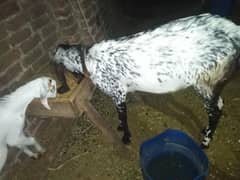 Bakri kali makhi chini