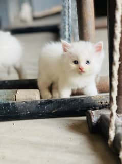 Persian male kitten
