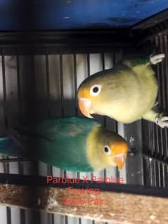 Love birds Breeder pairs - Guaranteed pair