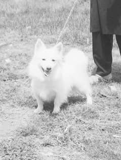 o size Russian female for sale