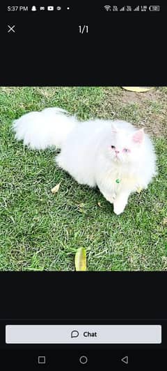 Persian cat for sale male or female my WhatsApp 0346=1121062