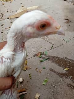 white heera chicks for sale