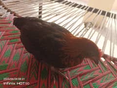 Beautiful male hen