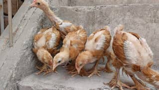 White Polish & Golden Heavy Buff Chicks – Limited Stock!