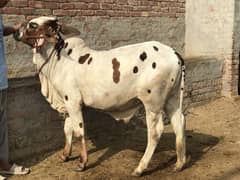 kheera Bachra