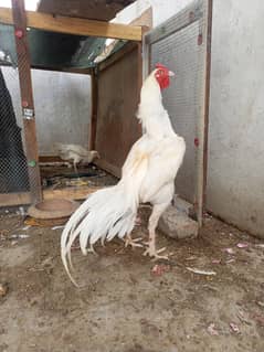 Heera