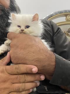 Persian