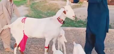 3 Bacchon Ka Sath Desi Bakri For Sale Call me,03278290878