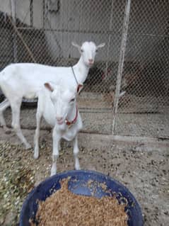 gulabi tedi | tedi pair | bakra | bakri | white goat | goats pair
