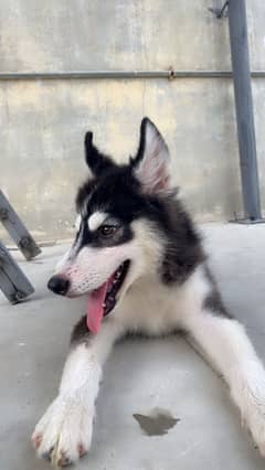 Siberian Husky