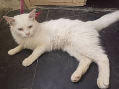 Persian Cat
