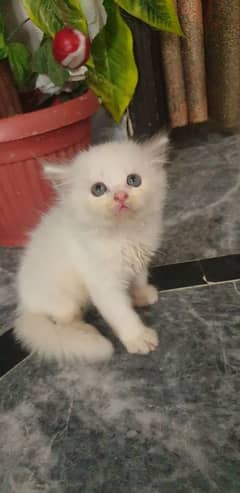 persian