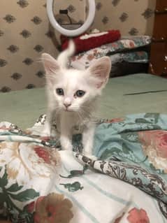 Triple coat Persian baby cat