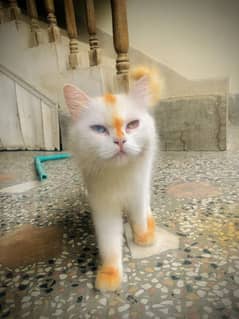 Persian Cat And Kitten