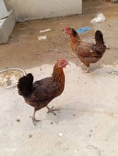 Desi Hens