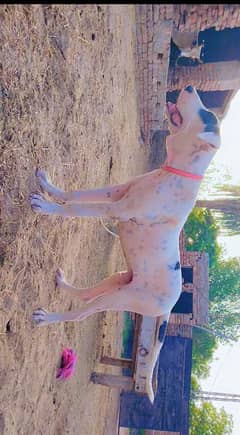 Bully male dog available for sale