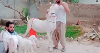 Desi