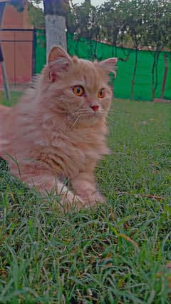 Persian