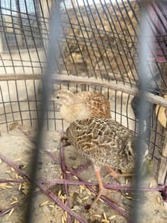 teetar chicks for sale