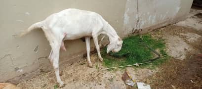 raganpori bakei bachoun ka sath or achi hight m 03165443697