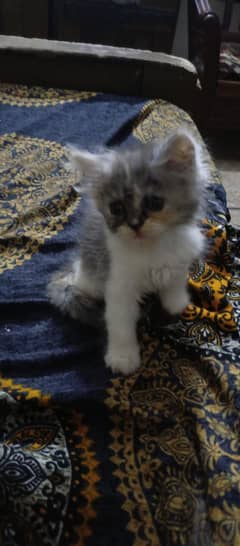 Kittens for sale
