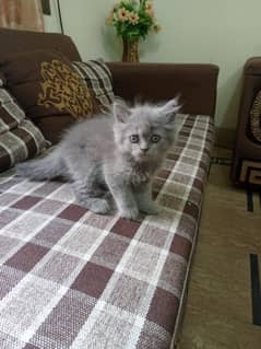 persian kitten 3 coated