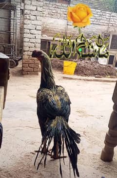 PARROR