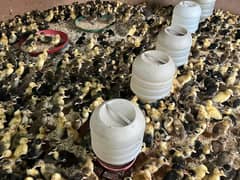 Ducks